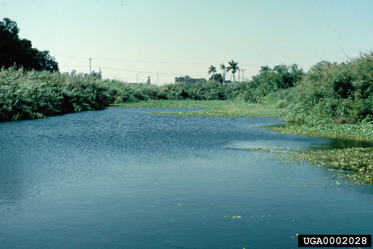 lakeokeechobee.jpg